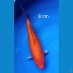 Akahajiro bagus 30cm