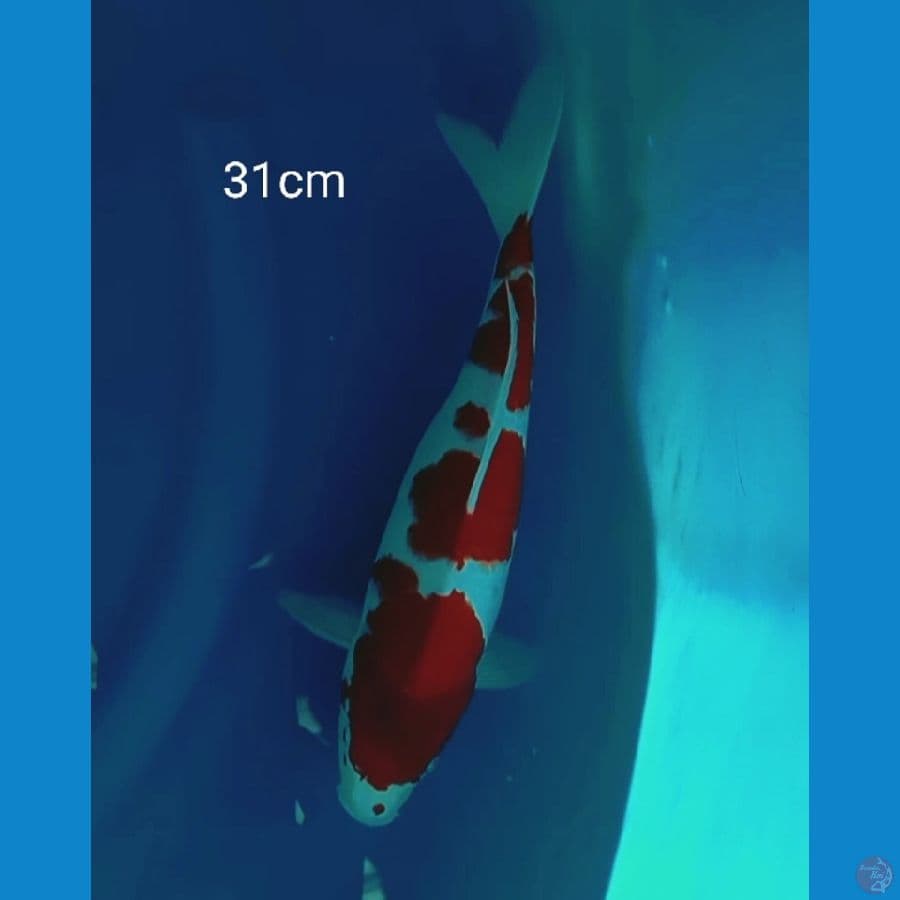 KOHAKU ORIGINAL BAGUS 31CM