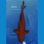 TEMBAGA 42CM 