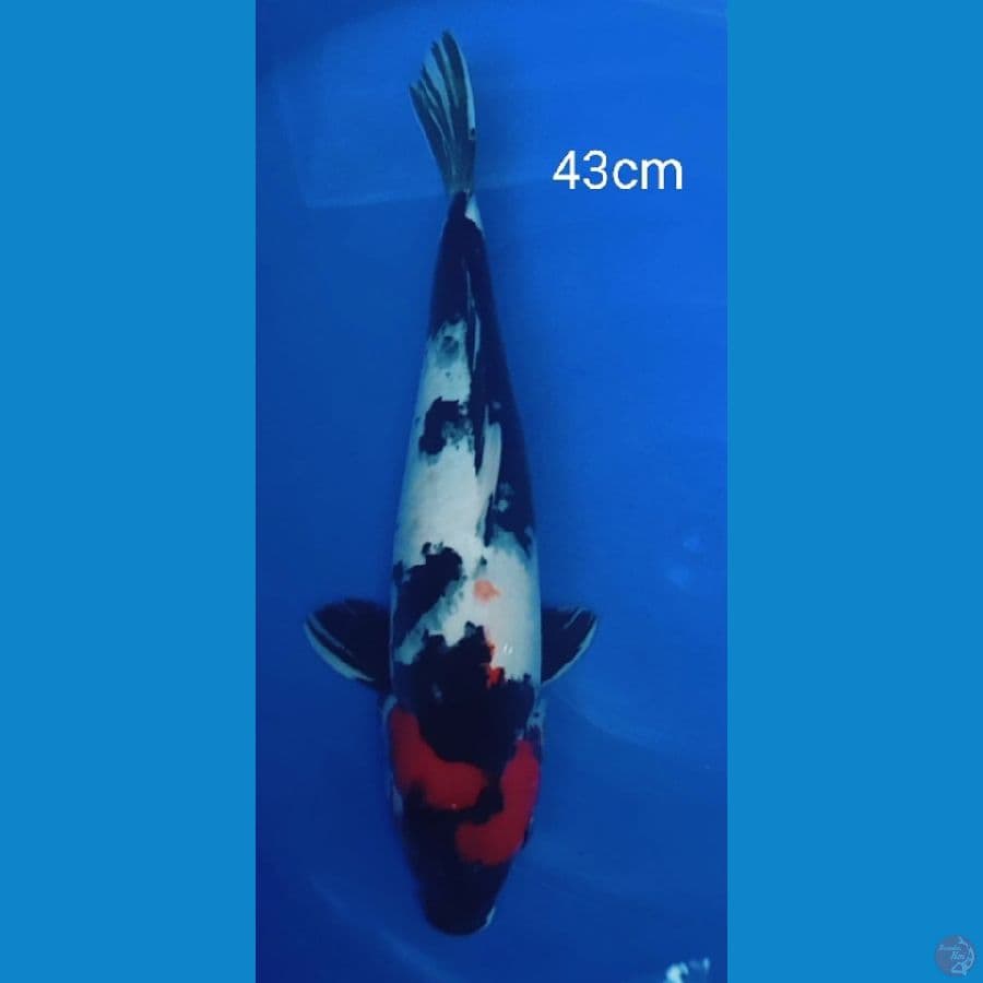 TANCHO SHOWA ORI 43CM