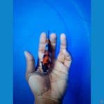 Showa 12 cm