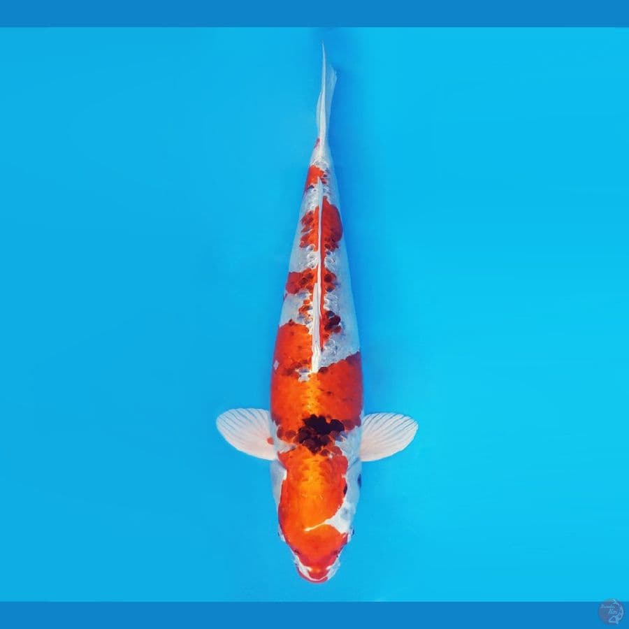 HARUNA 4 (56 CM/fm) - Kujaku Jumbo ®