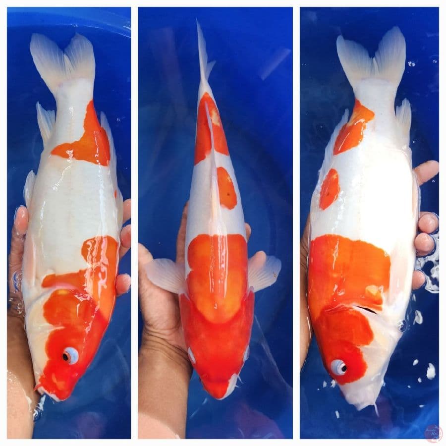 43cm kohaku doitsu