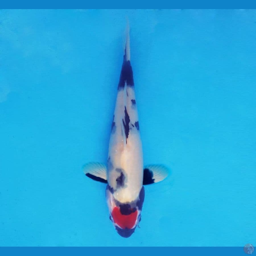 HARUNA 8 (19 CM/male) - Tancho Showa Evo ®