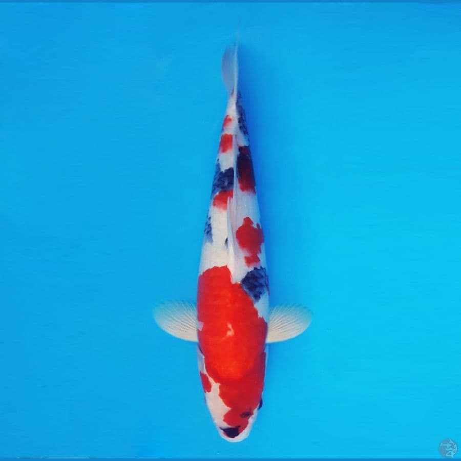 HARUNA 10 (41 CM/fm) - Showa Evolution ®