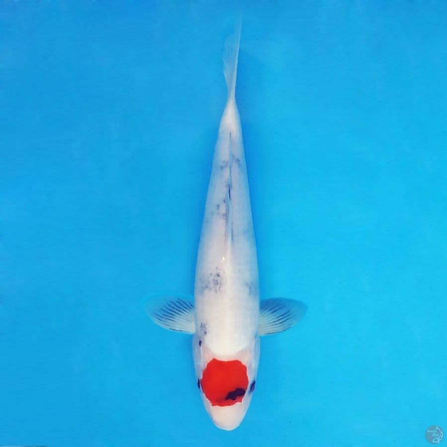 HARUNA 11 (32 CM/fm) - Tancho Showa Evo ®