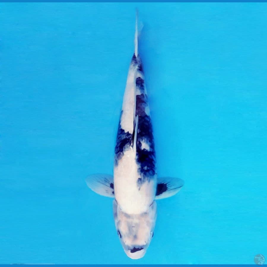 HARUNA 12 (46 CM/fm) - Shiro Jumbo ®