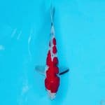 TATEGOI SHOWA 24CM MALE