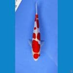 maruten kohaku 22cm male