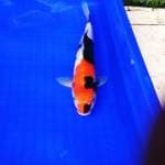 Showa, 30 cm, male