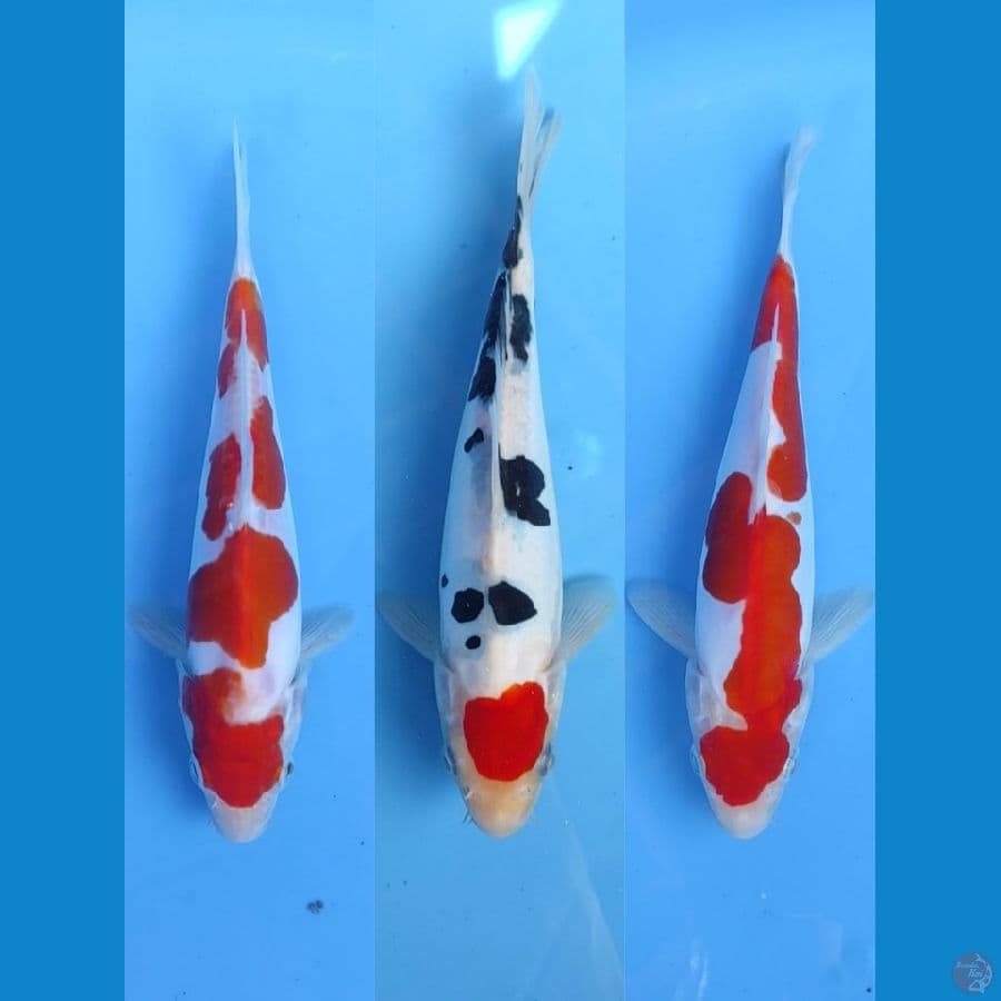 kohaku & tc.sanke doitsu 15-18-18cm (original all male)