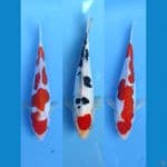 kohaku & tc.sanke doitsu 15-18-18cm (original all male)