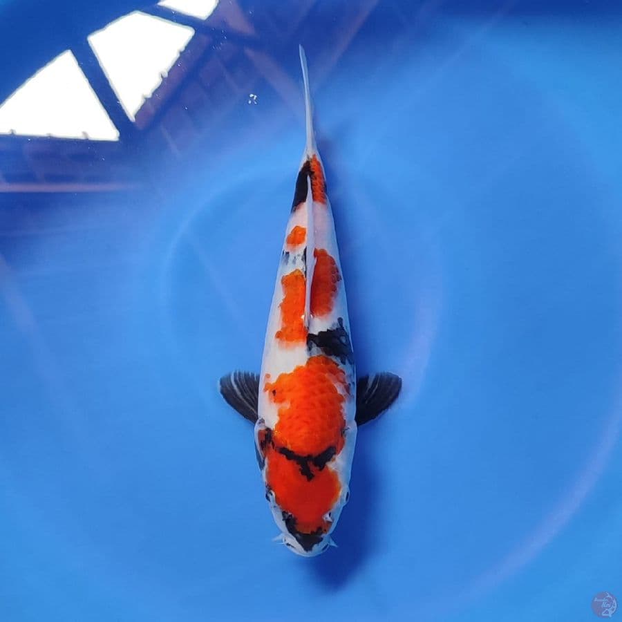 sowa 30cm