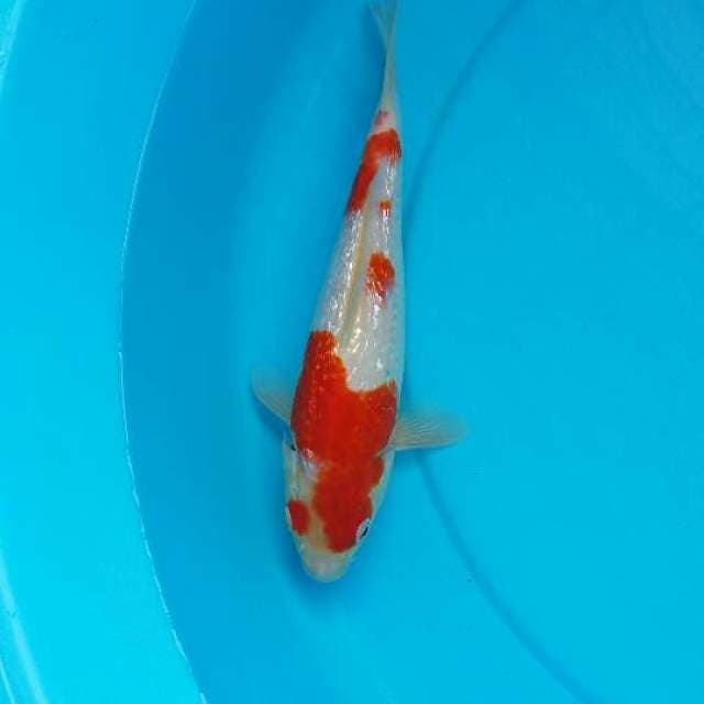 Kohaku ginrin