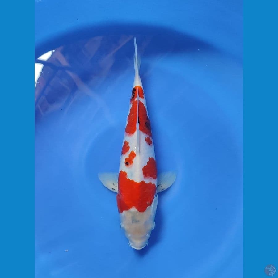 sowa tategoi 35cm M