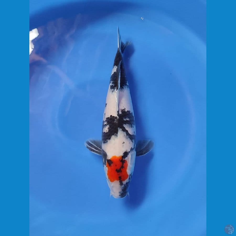 tc sowa 35cm