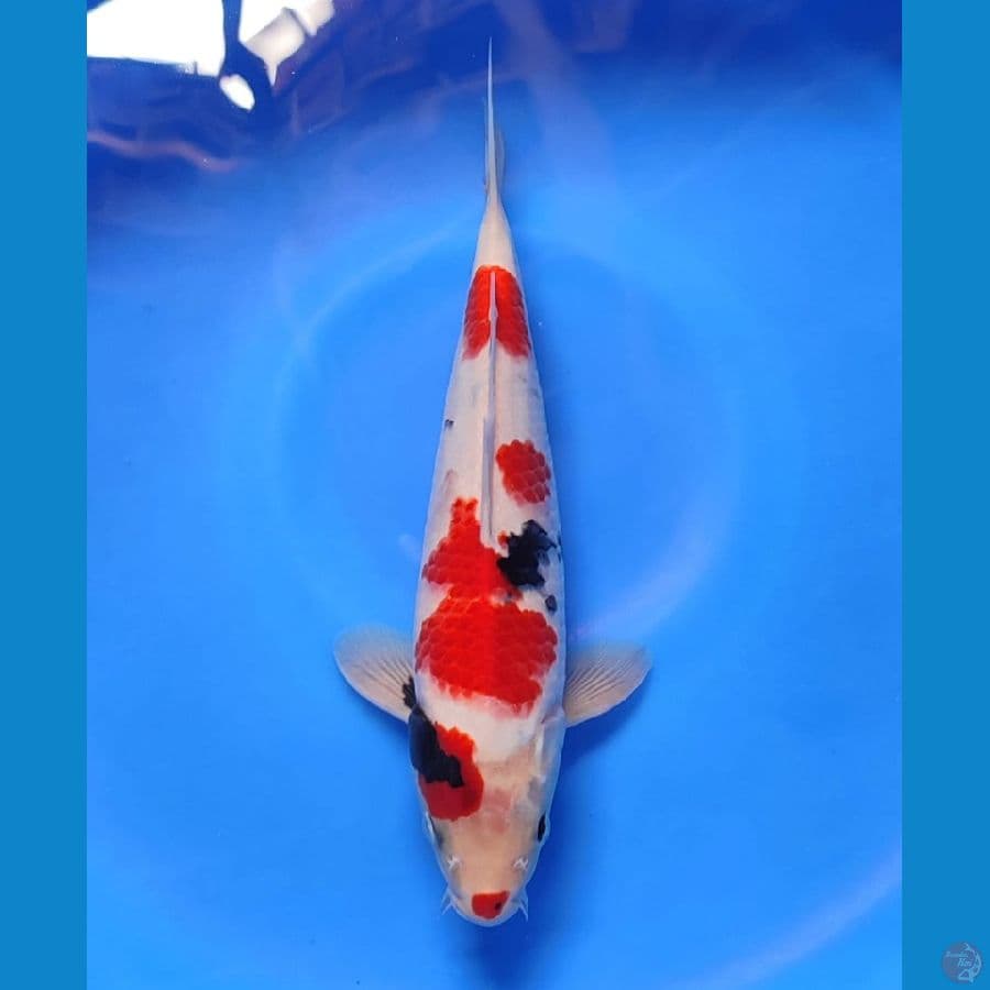sowa 31cm