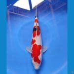 sowa 31cm