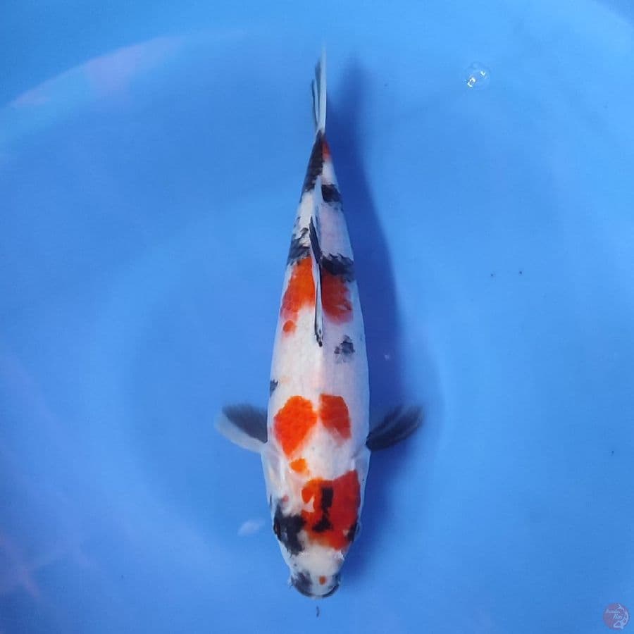 sowa 28cm