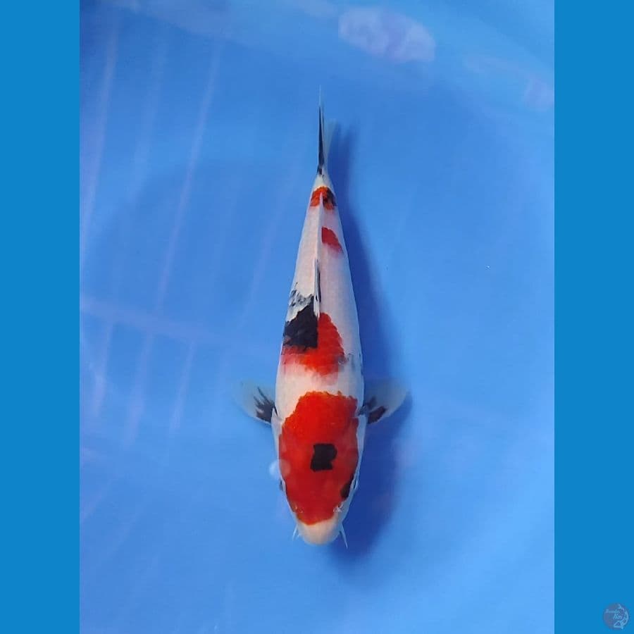 showa 25cm