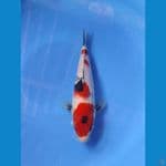 showa 25cm