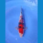 showa 27cm