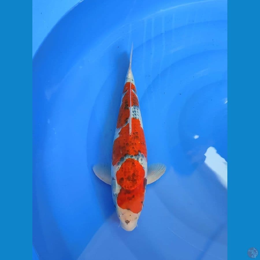 ghosiki 41cm male