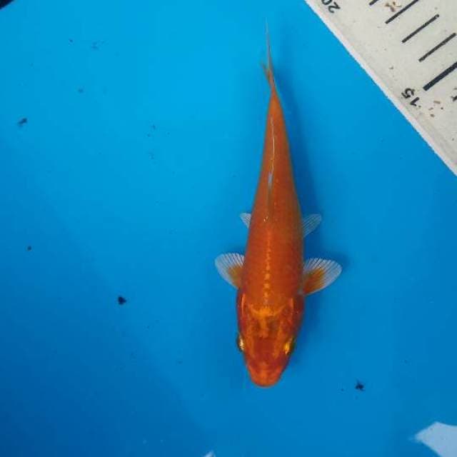 Orenji f1