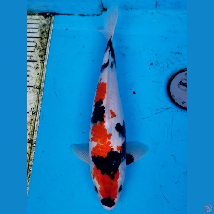 SHOWA 35 CM
