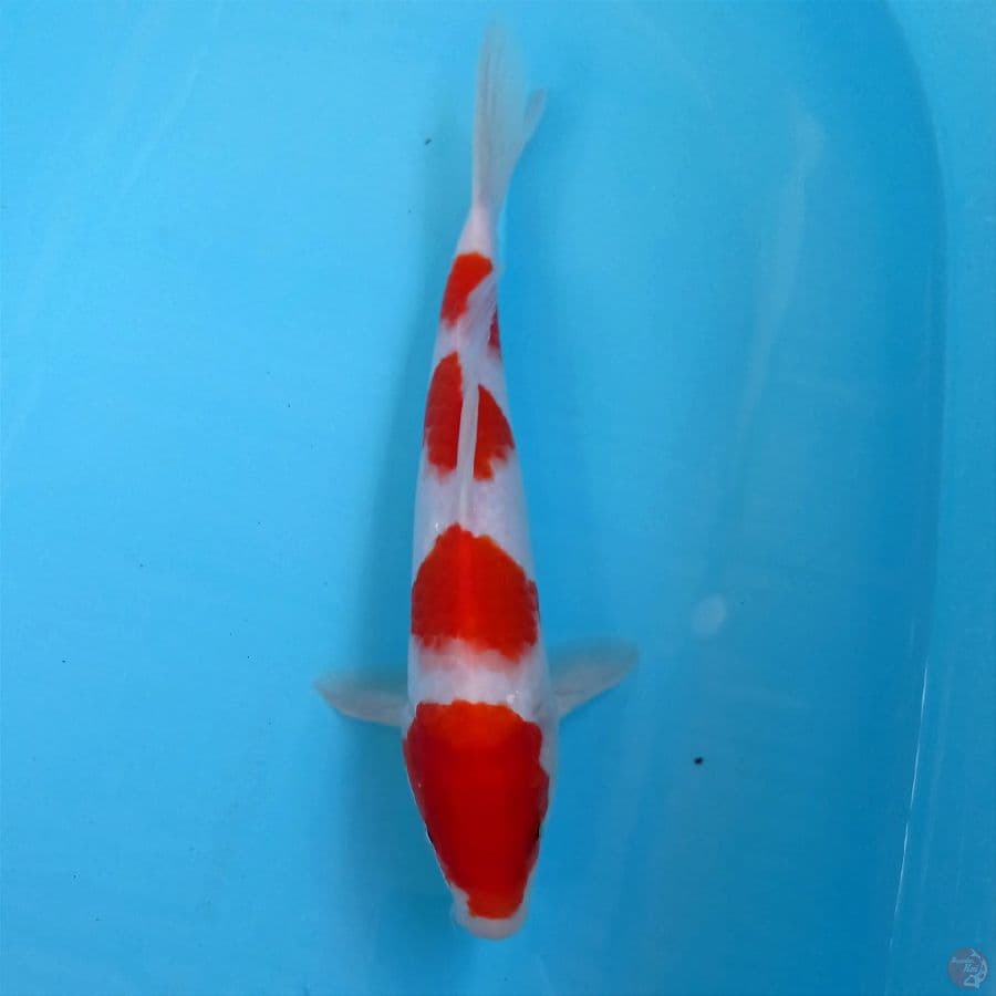 kohaku, 28 cm