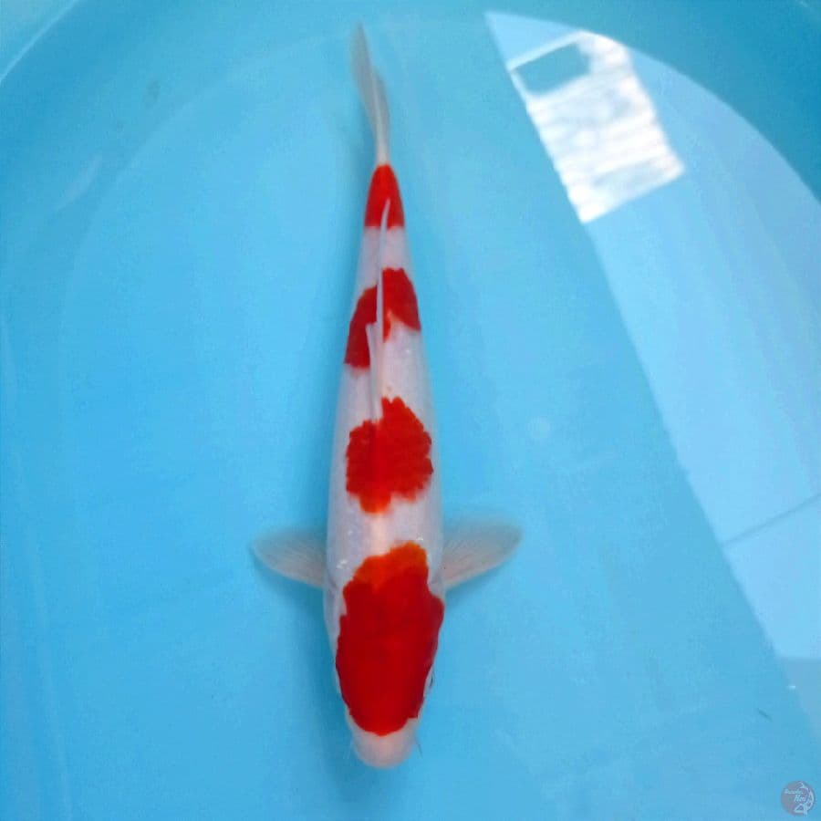 kohaku, 33 cm