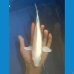 27cm Platinum male 