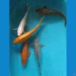 27-30cm mix Ginrin 