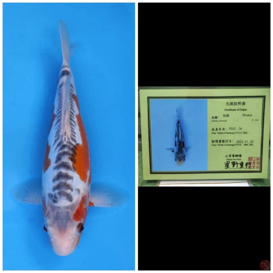Yamaju Shusui