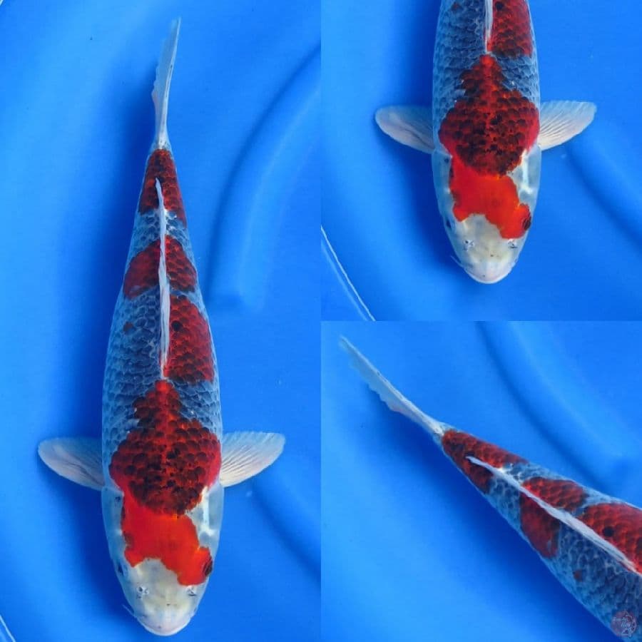 44cm , Red Goshiki Ori 