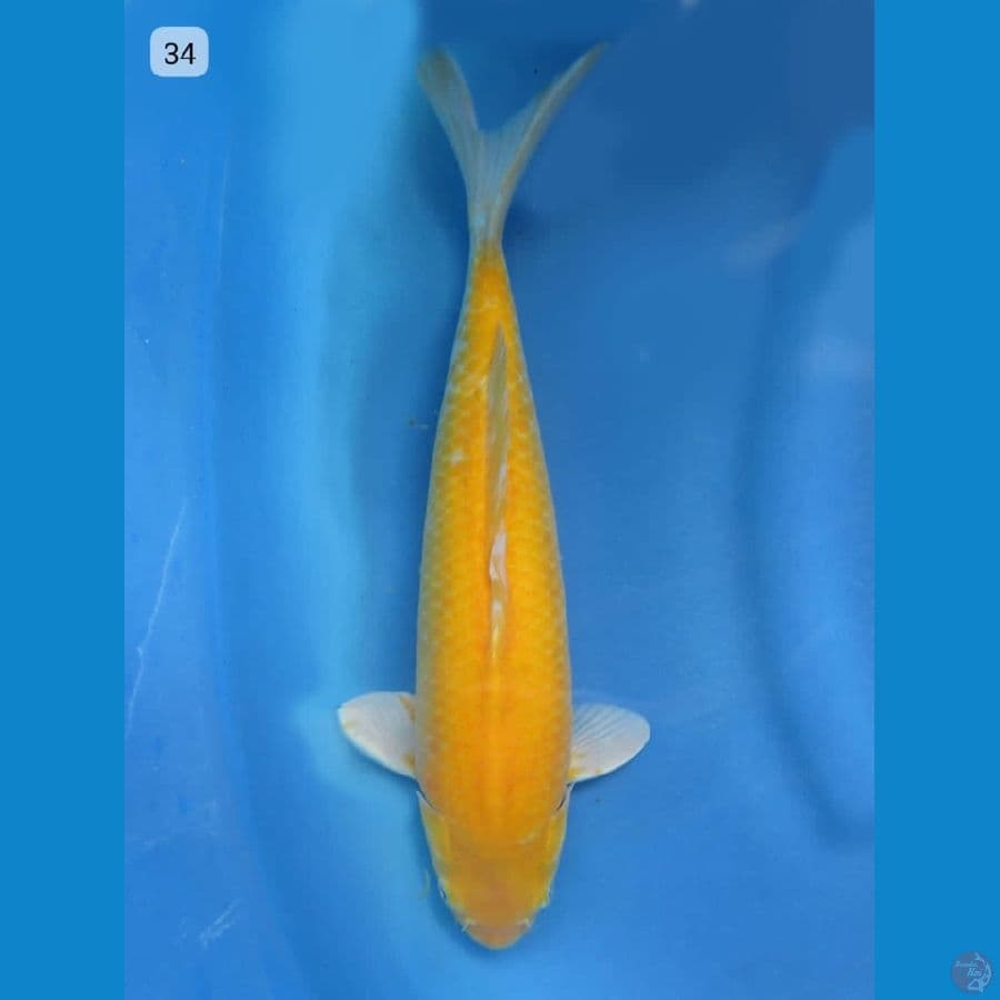 34cm - Karasi Bulky Male