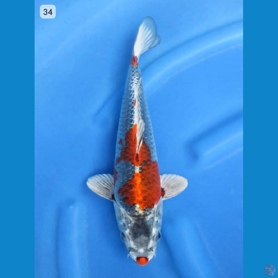 34cm - Male Beniginga