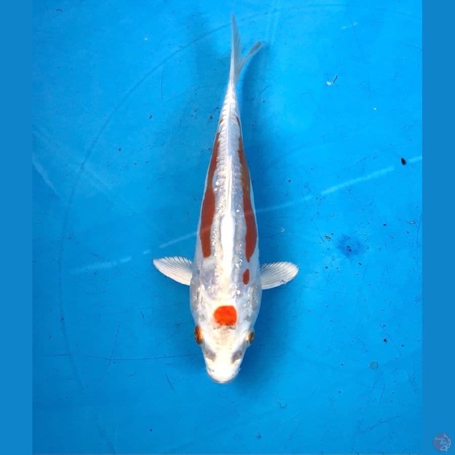 gin shusui (antik) 17cm
