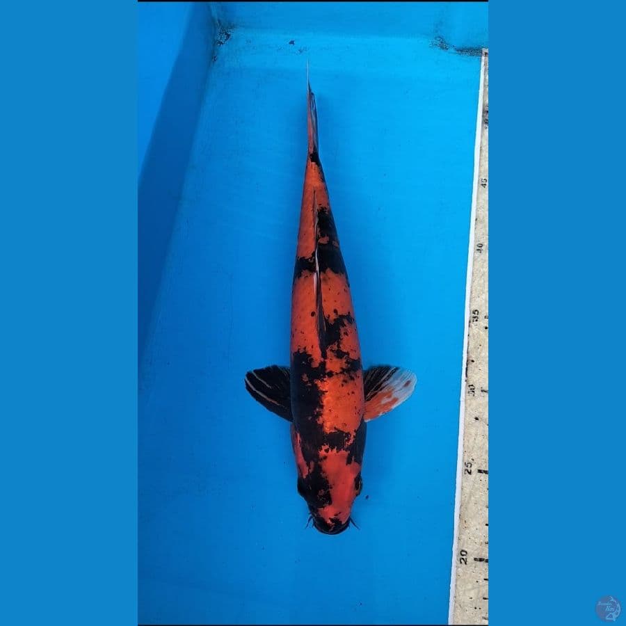 KinUtsuri 31cm M