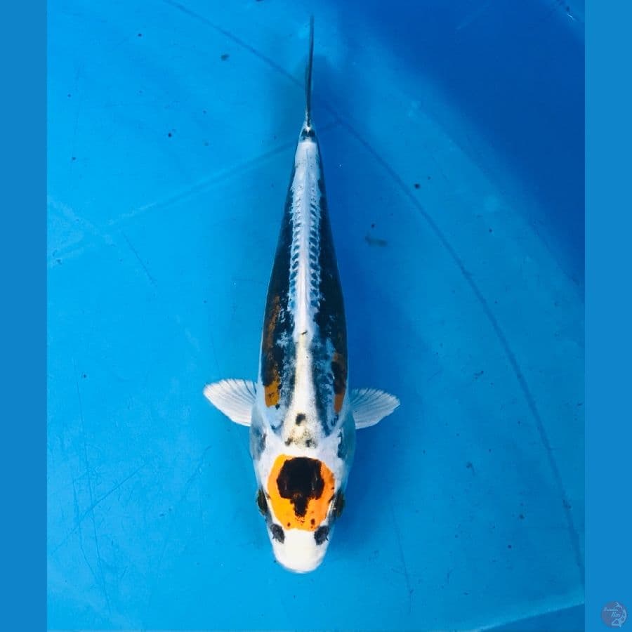 maruten kiko 15cm