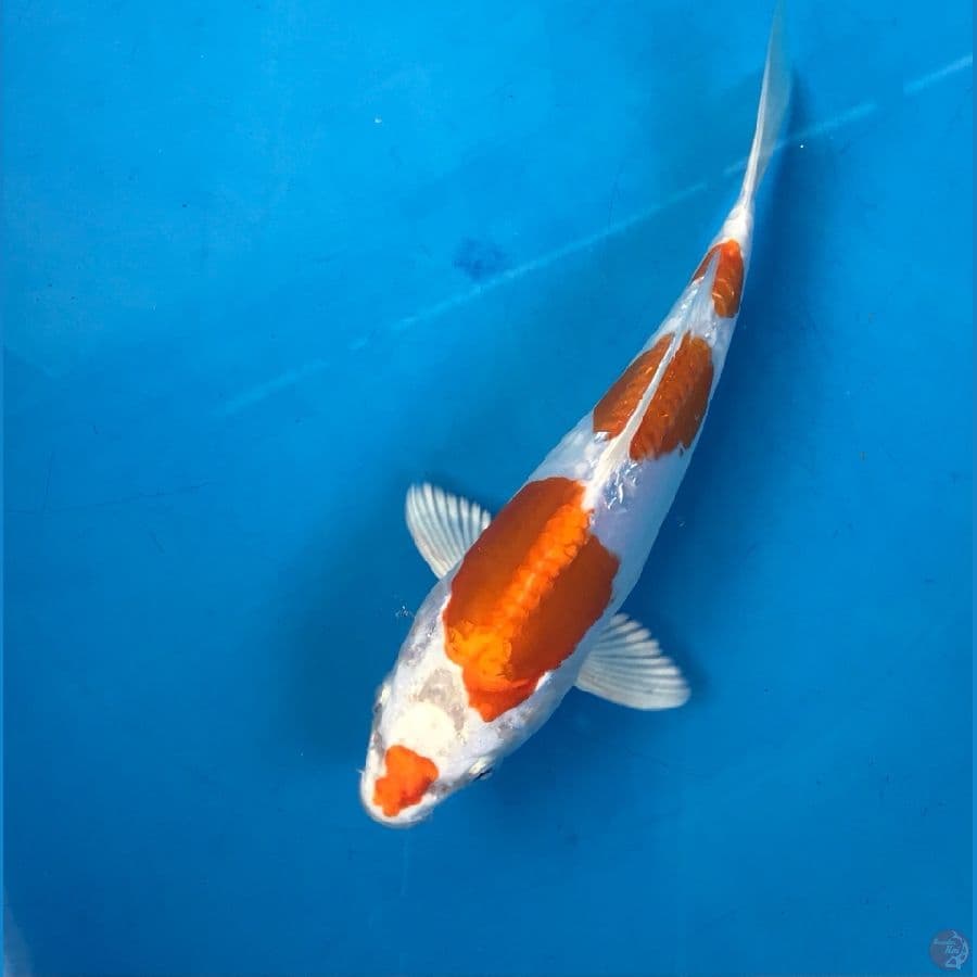 kujaku doitsu 20cm