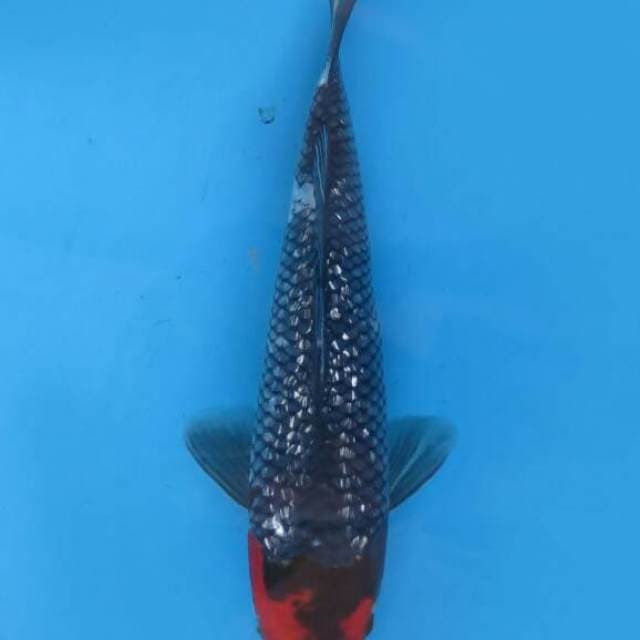 Tancho goshiki ginrin 27cm