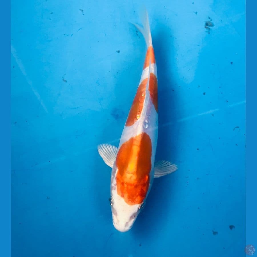kujaku doitsu 18cm