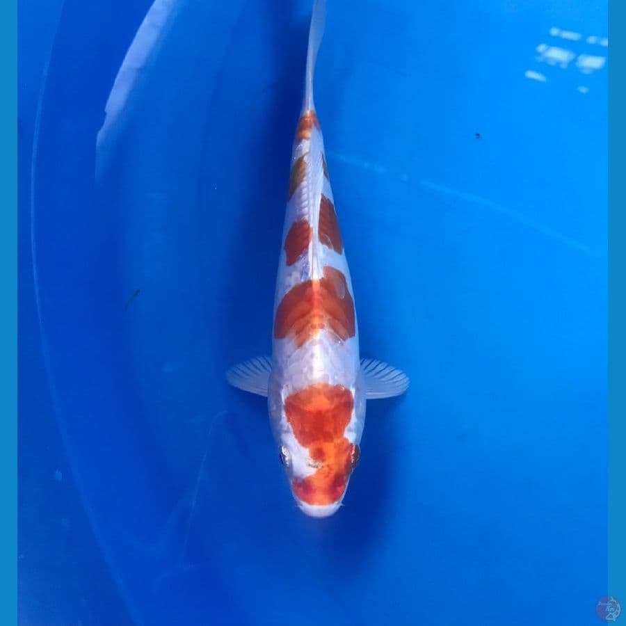 kujaku doitsu 18cm