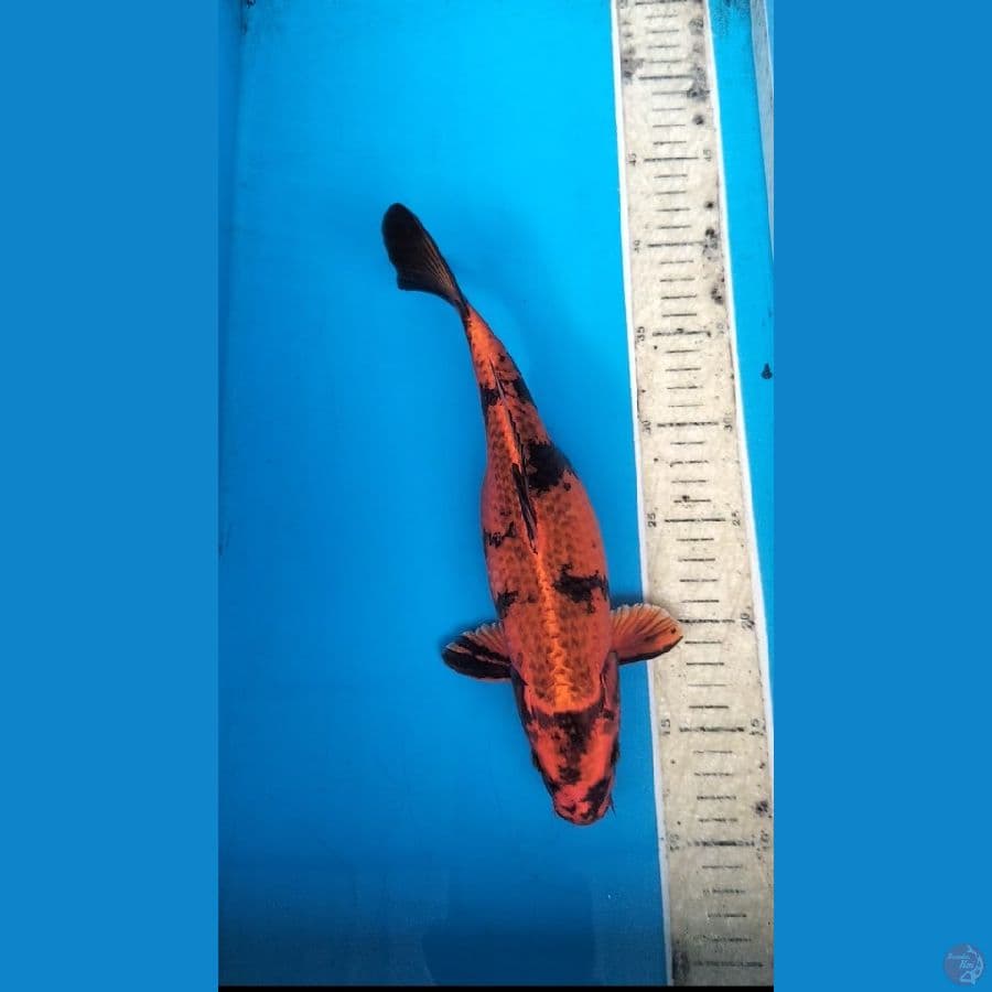 Kin Utsuri 30cm F