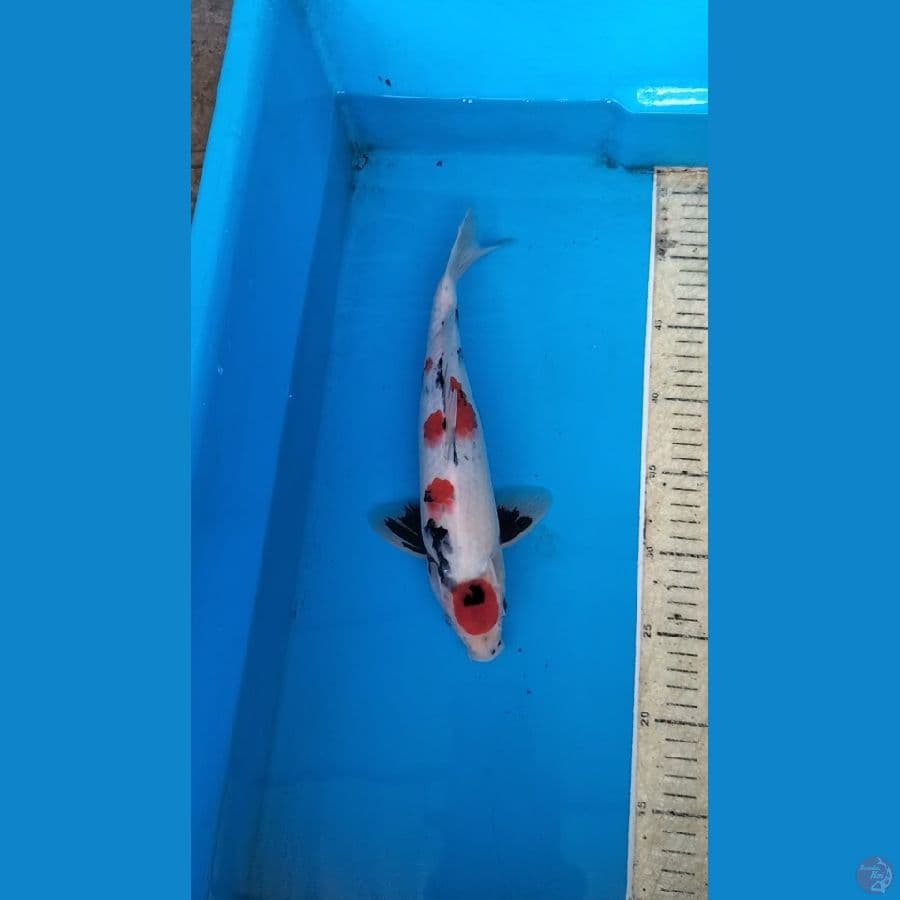Showa 31cm M
