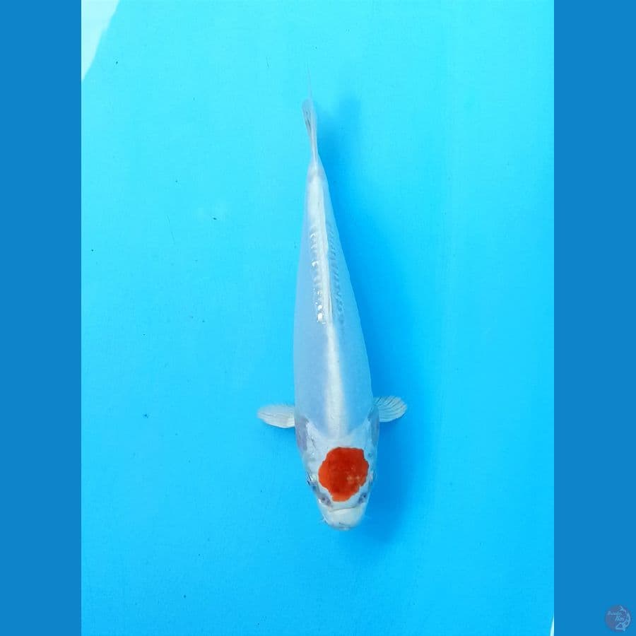 Tc kiko 19cm