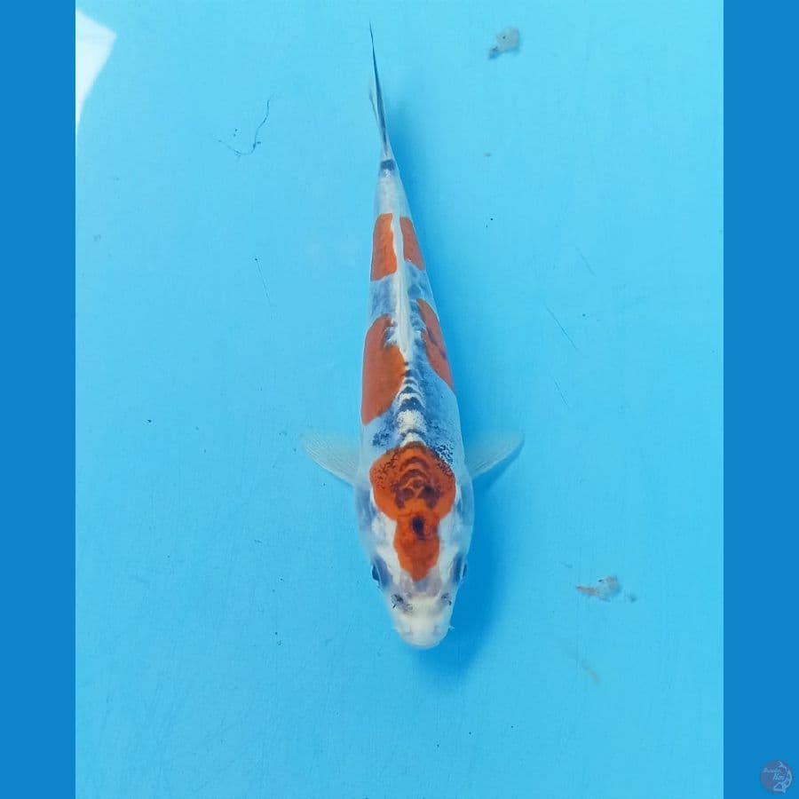 Kiko 15cm