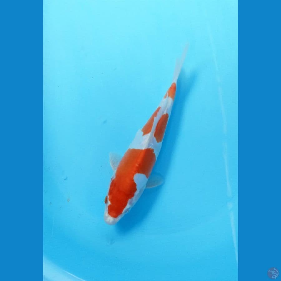 kikushui 25cm