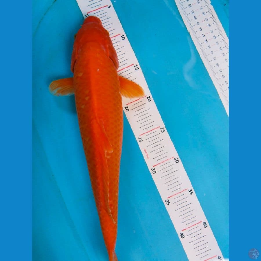 Red karasi 38cm jantan
